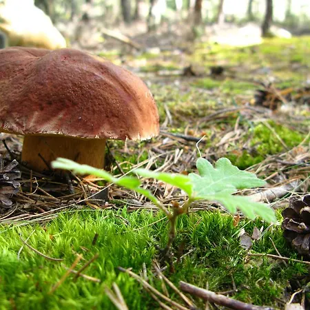 Casa de hóspedes Camino 4*