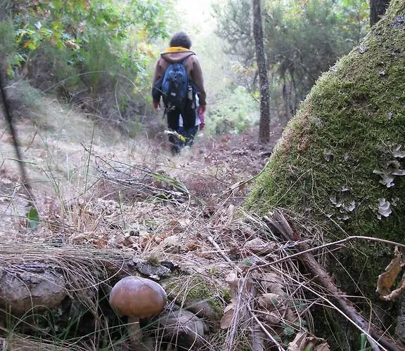 Camino Luyego de Somoza